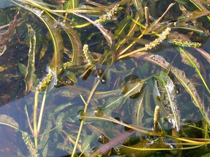 沉水植物蓼叶眼子菜